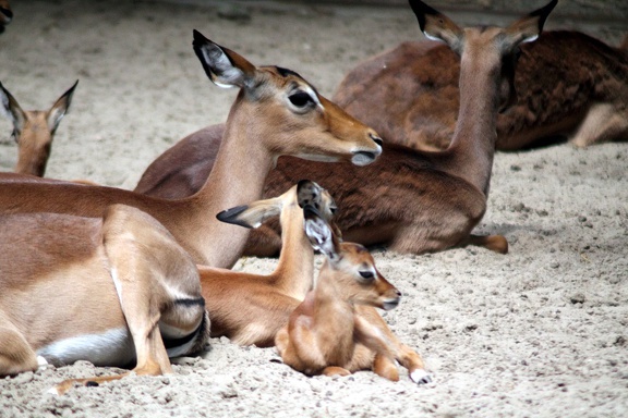 Gazelles, zoo de la Palmyre