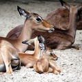 Gazelles, zoo de la Palmyre