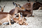 Gazelles, zoo de la Palmyre