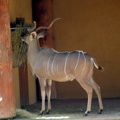 Grand koudou, zoo de la Palmyre