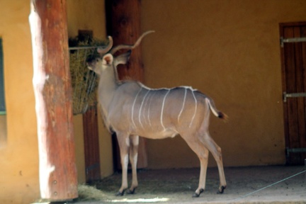 Grand koudou, zoo de la Palmyre