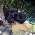 Chimpanzés, zoo de la Palmyre