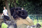 Chimpanzés, zoo de la Palmyre