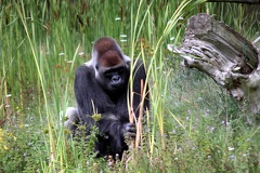 Gorille mâle, zoo de la Palmyre