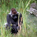 Gorille mâle, zoo de la Palmyre