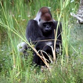 Gorille mâle, zoo de la Palmyre