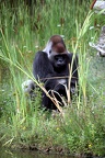 Gorille mâle, zoo de la Palmyre