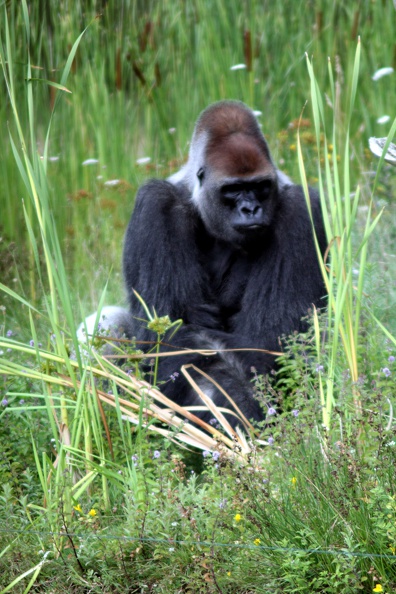 Gorille mâle, zoo de la Palmyre