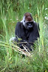 Gorille mâle, zoo de la Palmyre