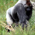 Gorille mâle, zoo de la Palmyre