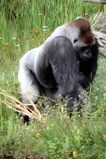 Gorille mâle, zoo de la Palmyre