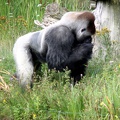 Gorille mâle, zoo de la Palmyre