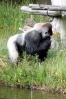 Gorille mâle, zoo de la Palmyre