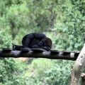 Gorille femelle, zoo de la Palmyre