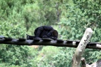 Gorille femelle, zoo de la Palmyre