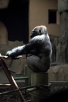 Gorille mâle, zoo de la Palmyre