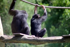 Chimpanzés, zoo de la Palmyre