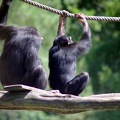 Chimpanzés, zoo de la Palmyre