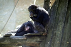 Chimpanzés, zoo de la Palmyre