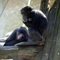 Chimpanzés, zoo de la Palmyre