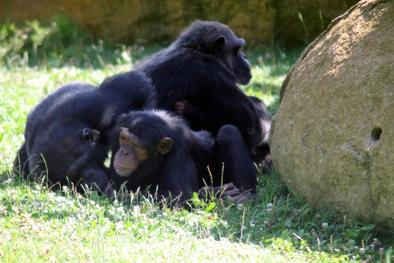 Chimpanzés, zoo de la Palmyre