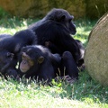 Chimpanzés, zoo de la Palmyre