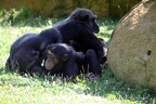 Chimpanzés, zoo de la Palmyre