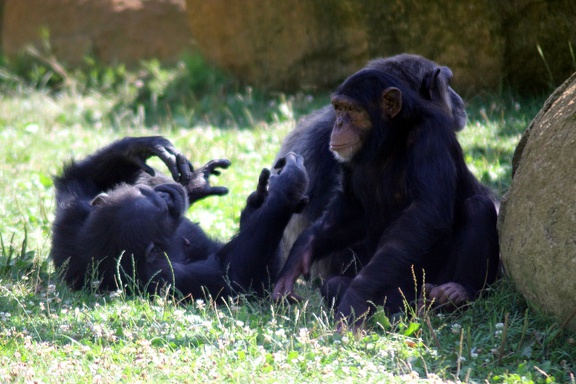 Chimpanzés, zoo de la Palmyre
