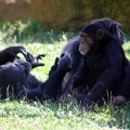 Chimpanzés, zoo de la Palmyre