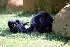 Chimpanzés, zoo de la Palmyre