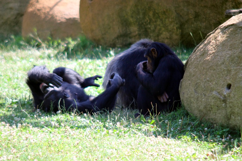 zoo-palmyre-2014-0206.JPG