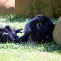 Chimpanzés, zoo de la Palmyre