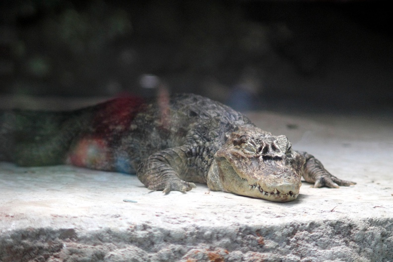 Caïman, zoo de la Palmyre