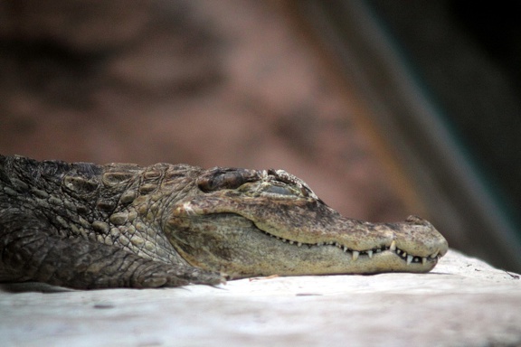 Caïman, zoo de la Palmyre