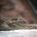 Caïman, zoo de la Palmyre