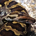 Serpent, zoo de la Palmyre