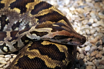 Serpent, zoo de la Palmyre