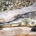 Faux gavial, zoo de la Palmyre