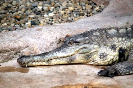 Faux gavial, zoo de la Palmyre
