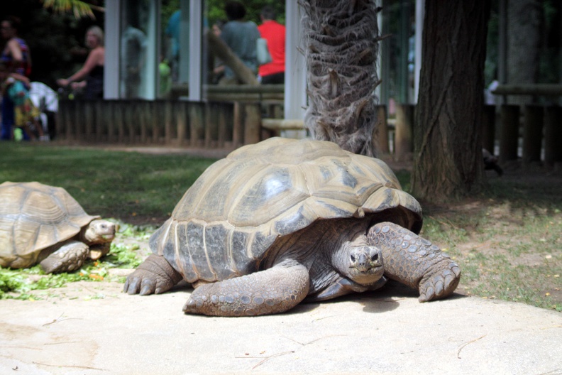 Tortues, zoo de la Palmyre