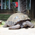 Tortues, zoo de la Palmyre