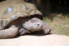 Tortue, zoo de la Palmyre