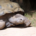 Tortue, zoo de la Palmyre