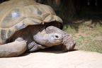 Tortue, zoo de la Palmyre