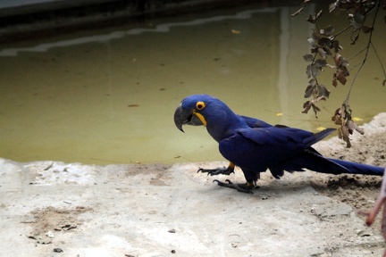 Perroquet, zoo de la Palmyre