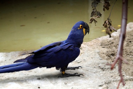 Perroquet, zoo de la Palmyre