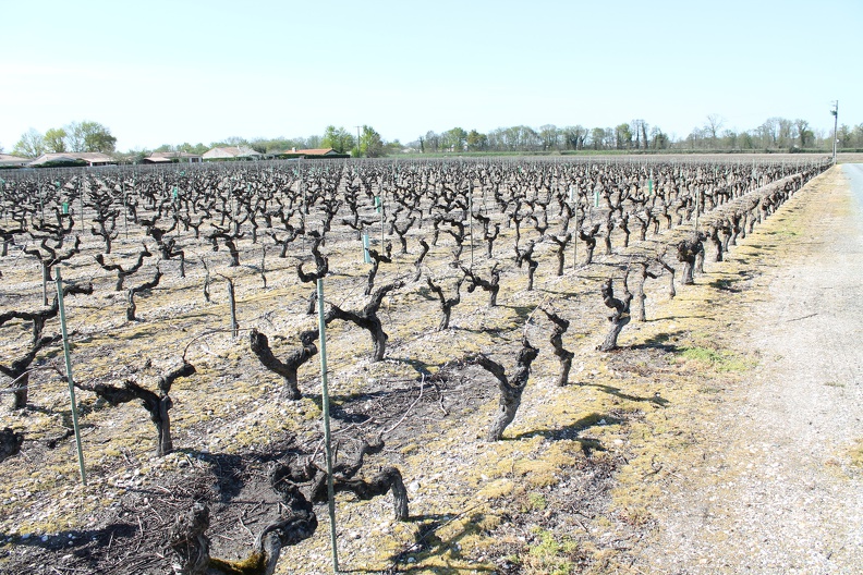 vignes-medoc-gironde-0001