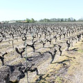 vignes-medoc-gironde-0001.JPG