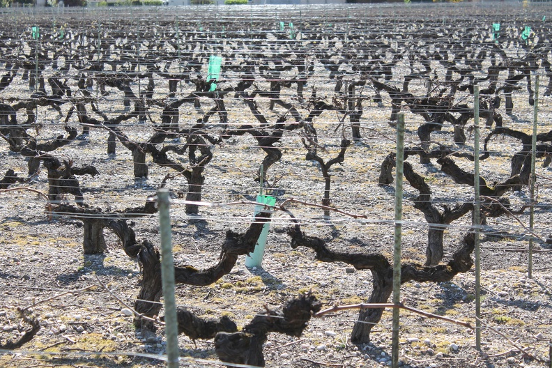 vignes-medoc-gironde-0002.JPG