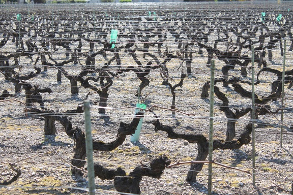 vignes-medoc-gironde-0002